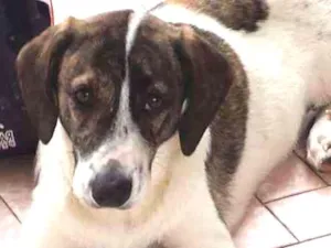 Cachorro raça SRD idade 7 a 11 meses nome Mile