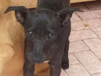 Cachorro ra a SRD idade 2 a 6 meses nome Nero