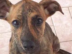 Cachorro raça SRD idade 2 a 6 meses nome Jade
