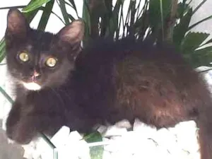 Gato raça SRD idade 2 a 6 meses nome MIA