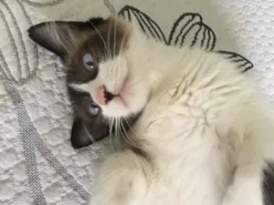 Gato raça  idade  nome Ainda não tem