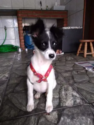 Cachorro raça Srd idade 2 a 6 meses nome Clarinha