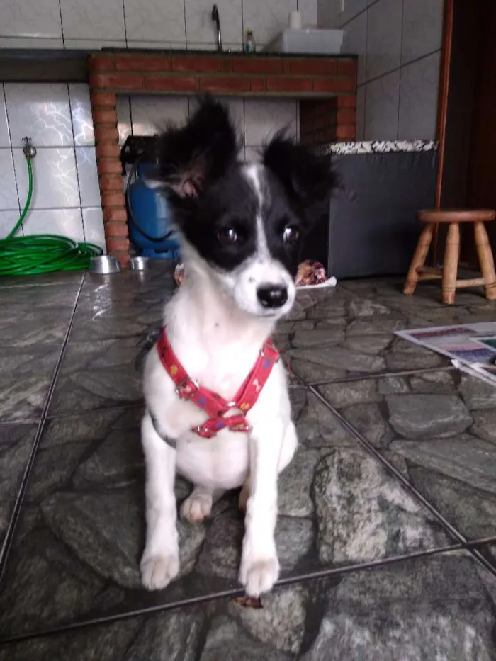 Cachorro ra a Srd idade 2 a 6 meses nome Clarinha