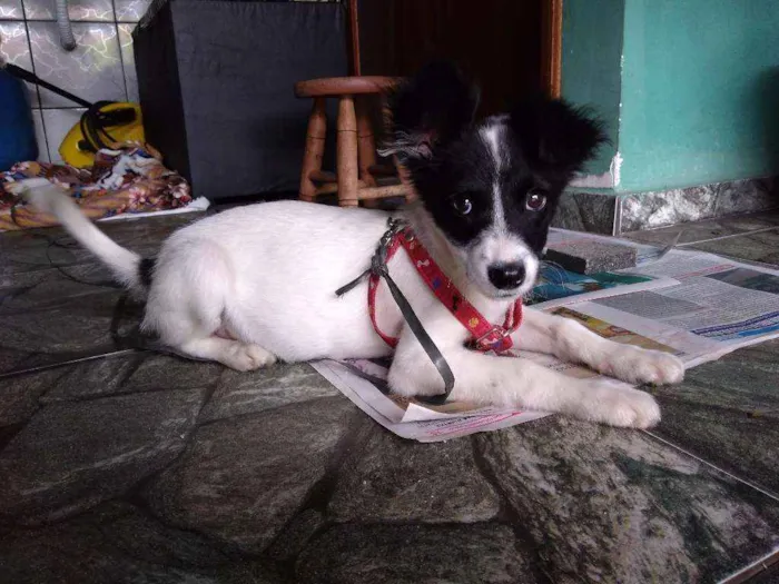 Cachorro ra a Srd idade 2 a 6 meses nome Clarinha