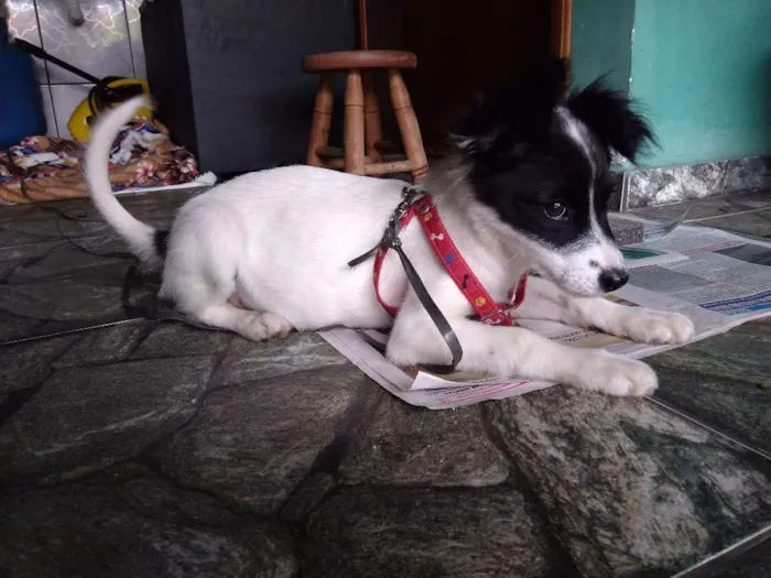 Cachorro ra a Srd idade 2 a 6 meses nome Clarinha