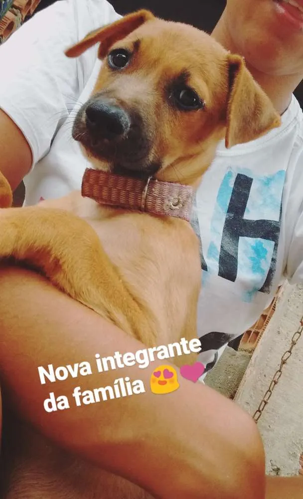 Cachorro raça Vira lata  idade 2 a 6 meses nome Luna