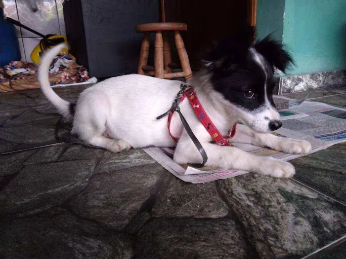 Cachorro ra a Srd idade 2 a 6 meses nome Clarinha