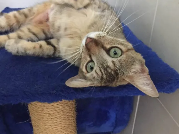 Gato raça SRD idade 2 a 6 meses nome Gatinha para doação 