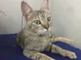Gatinha para doação 