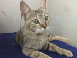 Gato raça SRD idade 2 a 6 meses nome Gatinha para doação 