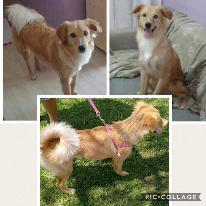 Cachorro ra a  idade 4 anos nome Anny