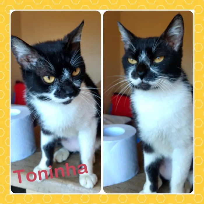 Gato ra a SRD idade 2 anos nome Toninha e Aninha