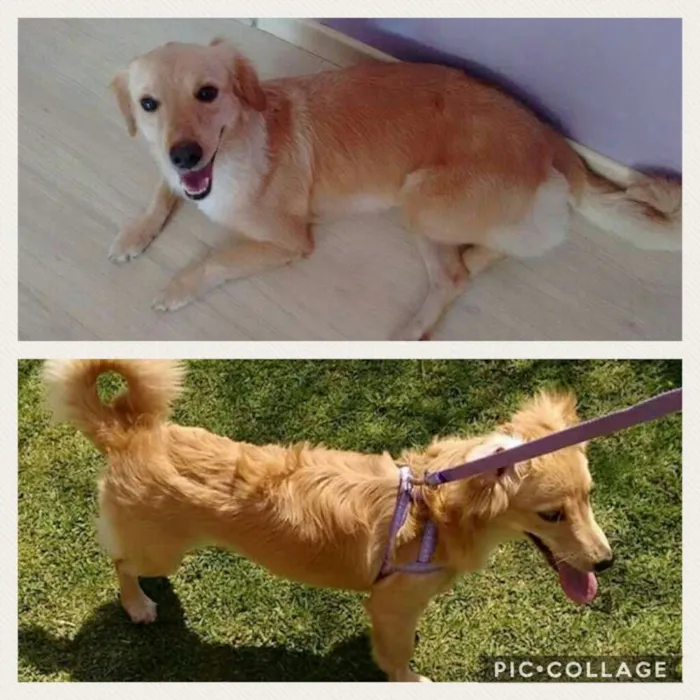 Cachorro ra a  idade 4 anos nome Mille