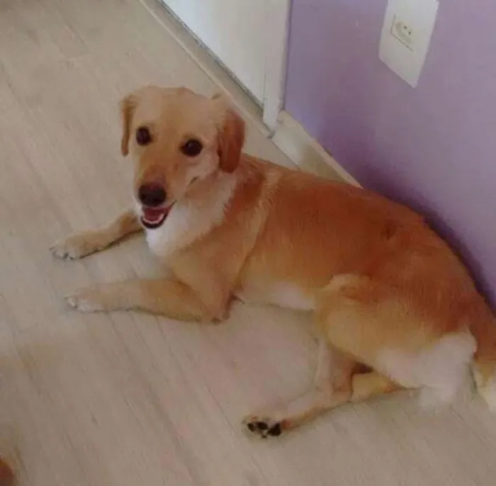 Cachorro ra a  idade 4 anos nome Mille