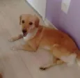 Mille