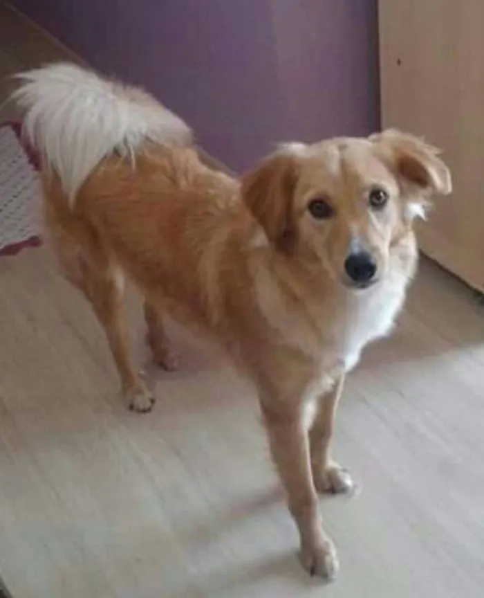 Cachorro ra a  idade 4 anos nome Anny