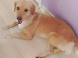 Cachorro raça  idade 4 anos nome Mille