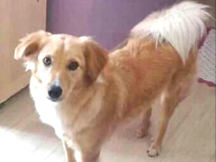 Cachorro ra a  idade 4 anos nome Anny