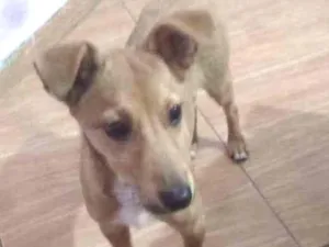 Cachorro raça srd idade 7 a 11 meses nome mel