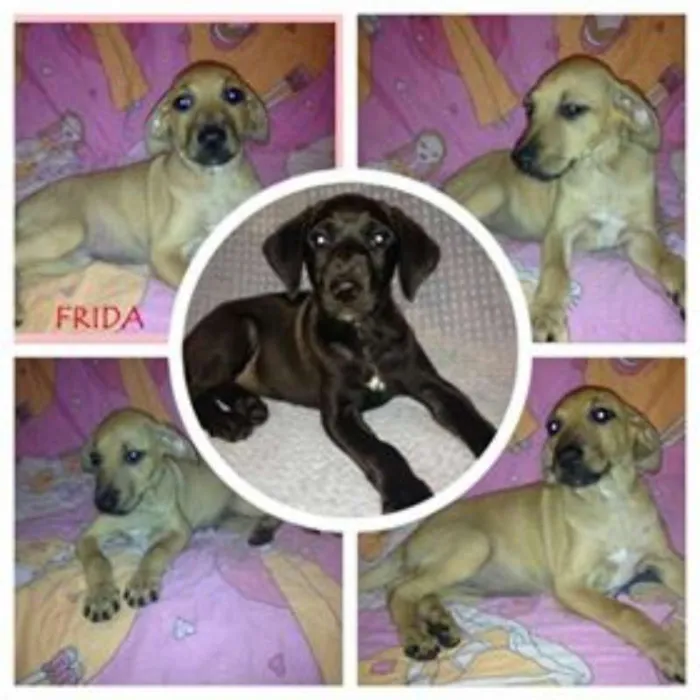 Cachorro raça SRD idade  nome Fred e Frida