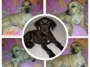 Cachorro raça SRD idade  nome Fred e Frida