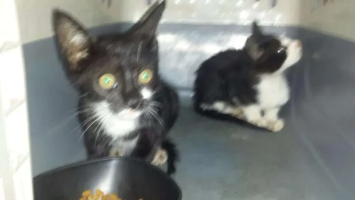 Gato ra a  idade Abaixo de 2 meses nome HUBER