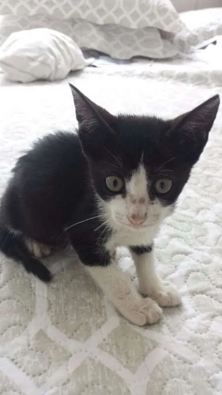 Gato ra a  idade Abaixo de 2 meses nome HUBER