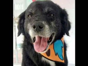 Cachorro raça Mestiço  idade 1 ano nome Thor 