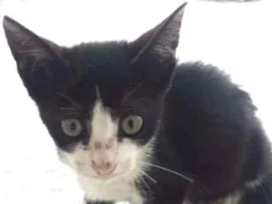 Gato raça  idade Abaixo de 2 meses nome HUBER