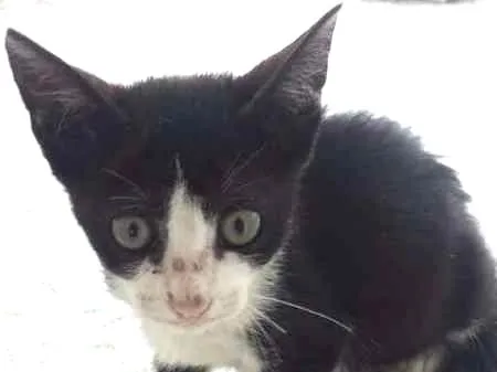 Gato ra a  idade Abaixo de 2 meses nome HUBER