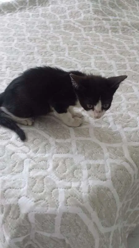 Gato ra a  idade Abaixo de 2 meses nome HUBER