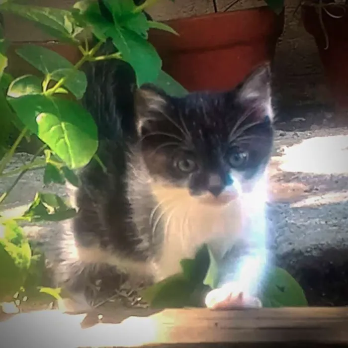 Gato ra a  idade Abaixo de 2 meses nome sem nome