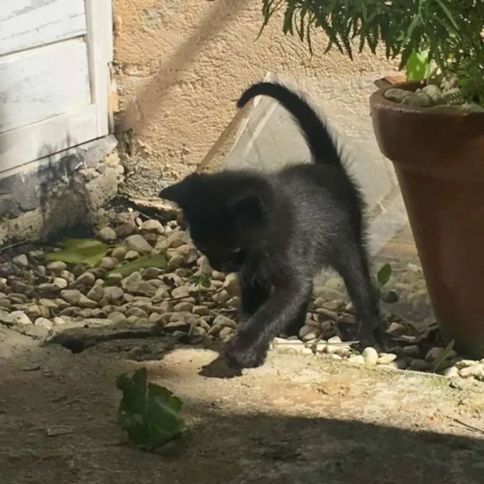 Gato ra a  idade Abaixo de 2 meses nome sem nome
