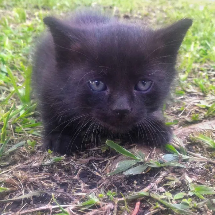 Gato ra a  idade Abaixo de 2 meses nome sem nome