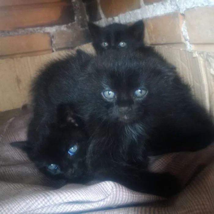 Gato ra a  idade Abaixo de 2 meses nome sem nome