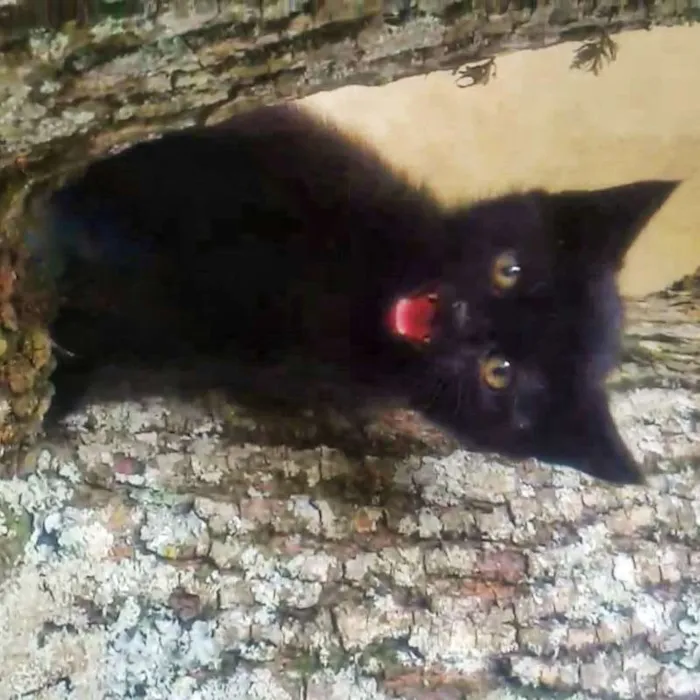 Gato ra a  idade Abaixo de 2 meses nome sem nome