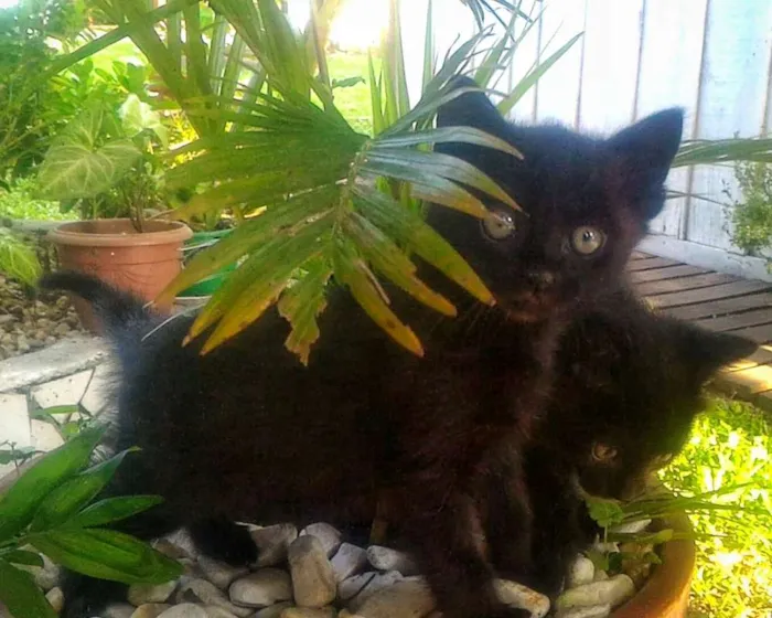 Gato ra a  idade Abaixo de 2 meses nome sem nome
