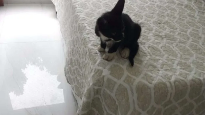 Gato ra a  idade  nome HORTA