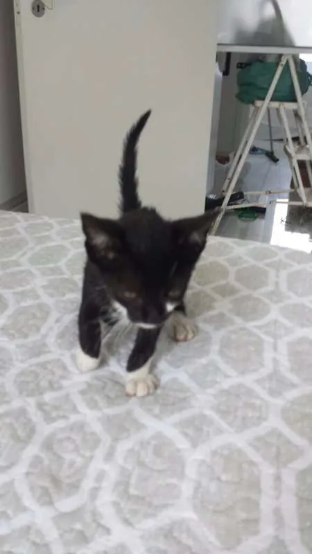 Gato ra a  idade  nome HORTA