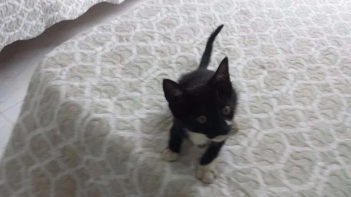 Gato ra a  idade  nome HORTA