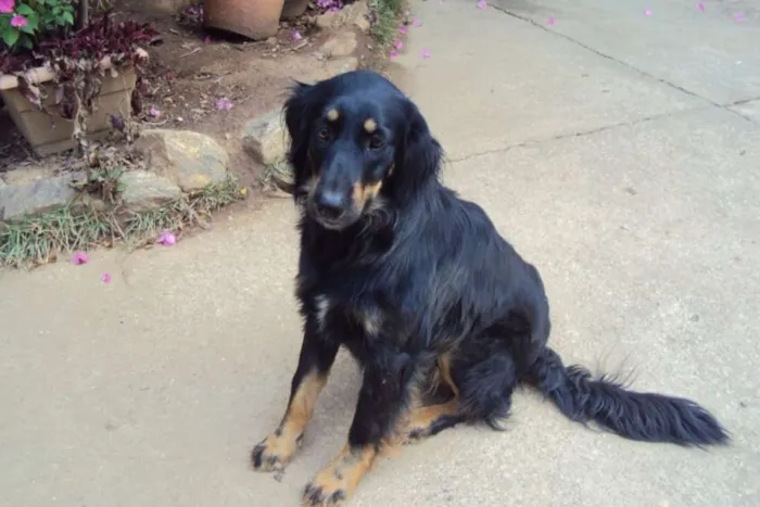 Cachorro ra a vira lata idade 2 anos nome Luna