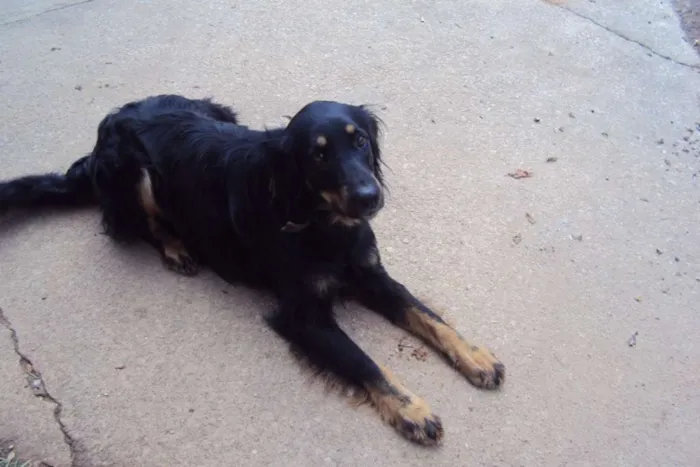 Cachorro ra a vira lata idade 2 anos nome Luna
