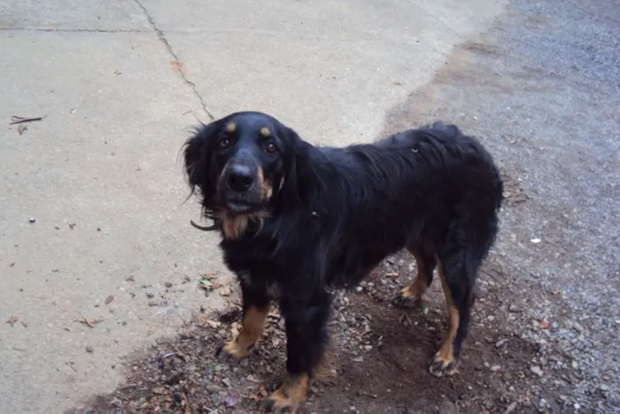 Cachorro ra a vira lata idade 2 anos nome Luna