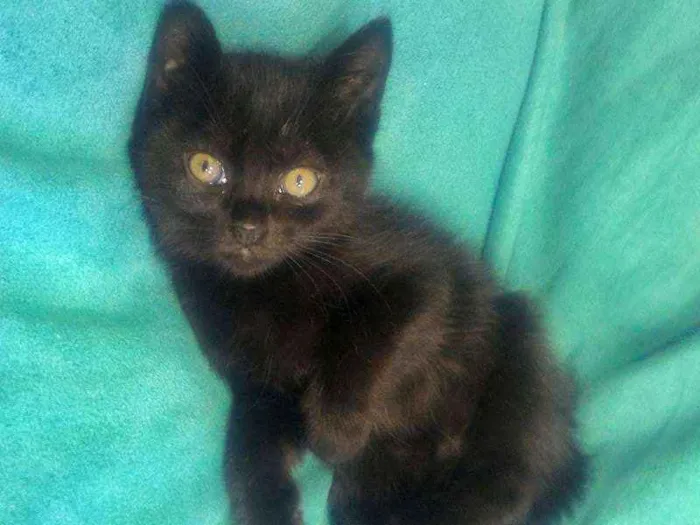 Gato ra a  idade Abaixo de 2 meses nome sem nome