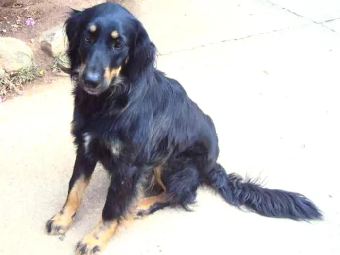 Cachorro ra a vira lata idade 2 anos nome Luna