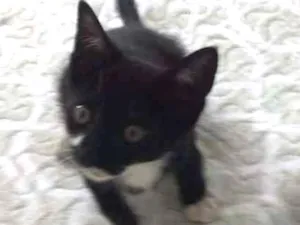 Gato raça  idade  nome HORTA