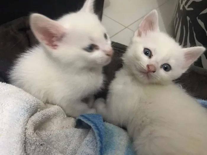 Gato ra a indefinida idade 2 a 6 meses nome Milk e Cheik