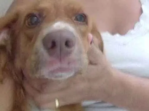 Cachorro ra a Vira latas idade 1 ano nome Gaspar
