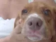 Gaspar
