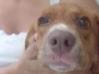 Cachorro ra a Vira latas idade 1 ano nome Gaspar